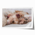 Colorful wall art collection featuring various dog breeds in a playful design, printed on high-quality rolled canvas, perfect for animal lovers' decor.