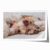 Colorful wall art collection featuring various dog breeds in a playful design, printed on high-quality rolled canvas, perfect for animal lovers' decor.