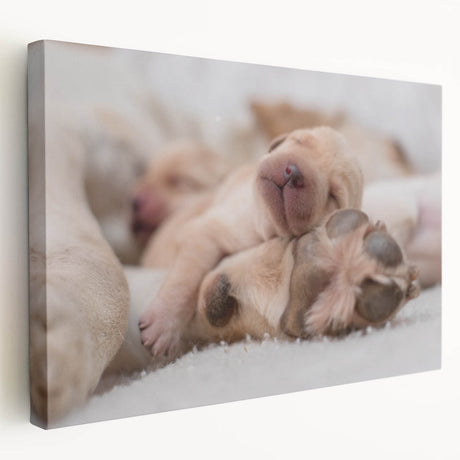 Stretched canvas wall art showcasing a vibrant design of various dog breeds in a wild landscape, perfect for animal lovers and home decor enthusiasts.