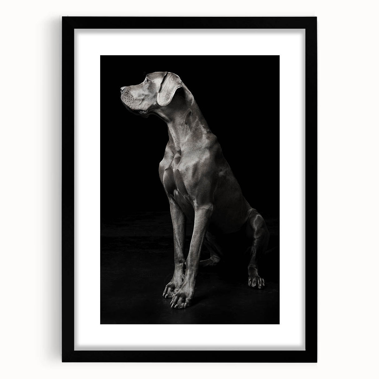 Majestic Great Dane Dog Wall Decor - Dog Art Prints & Gifts