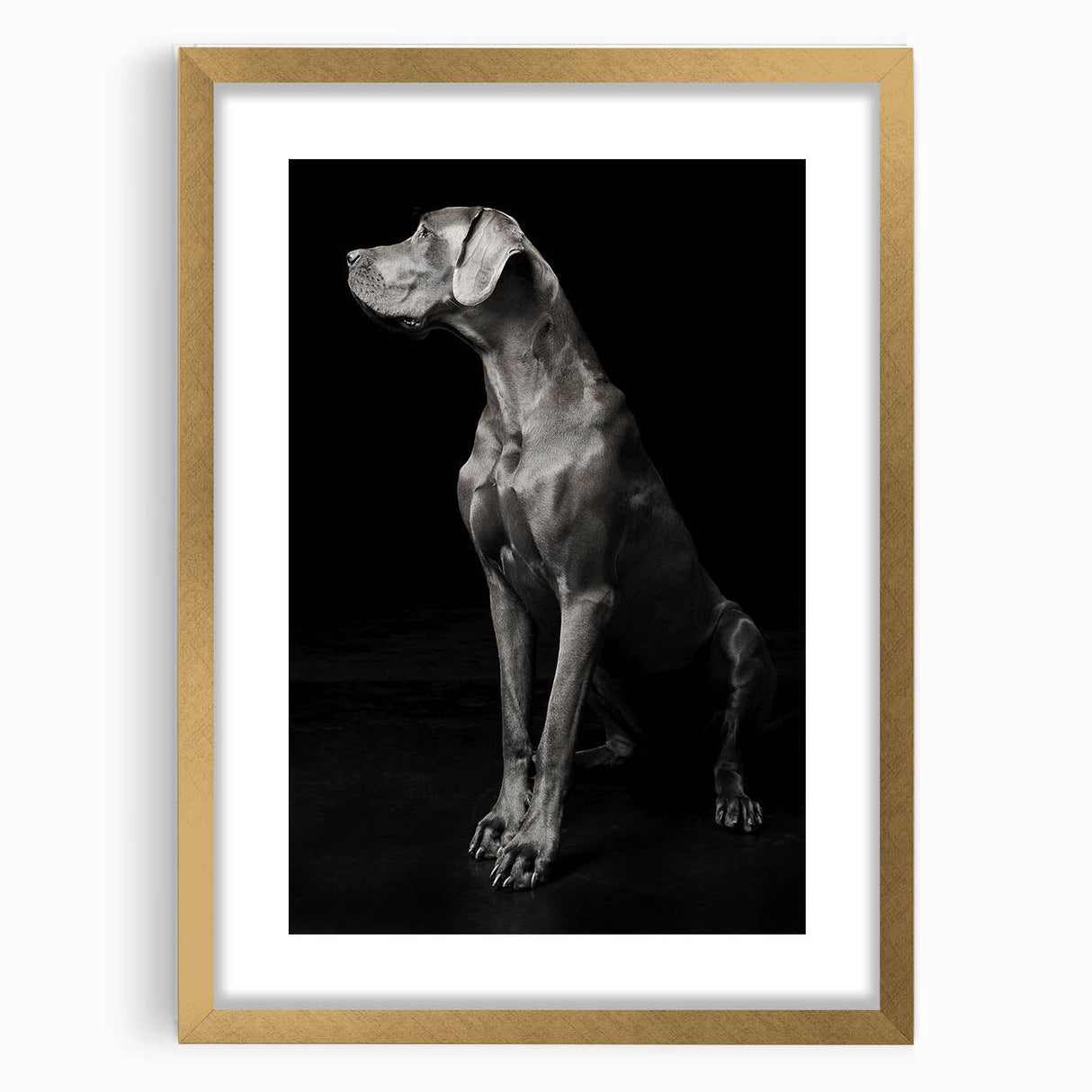 Majestic Great Dane Dog Wall Decor - Dog Art Prints & Gifts