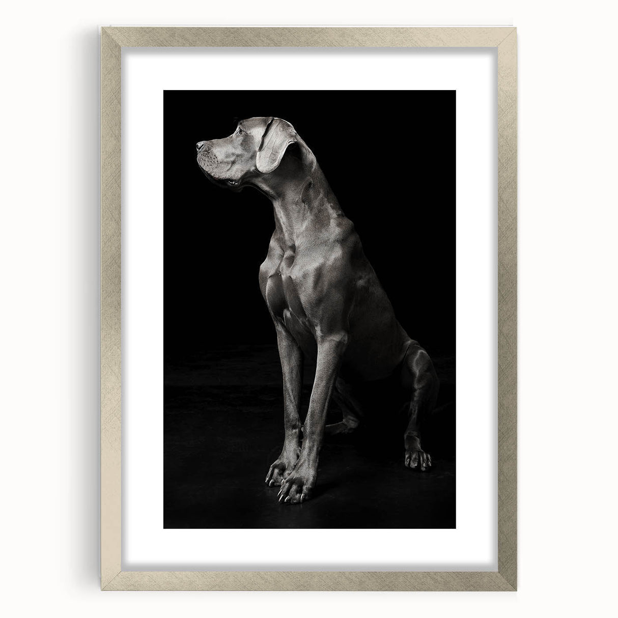 Majestic Great Dane Dog Wall Decor - Dog Art Prints & Gifts