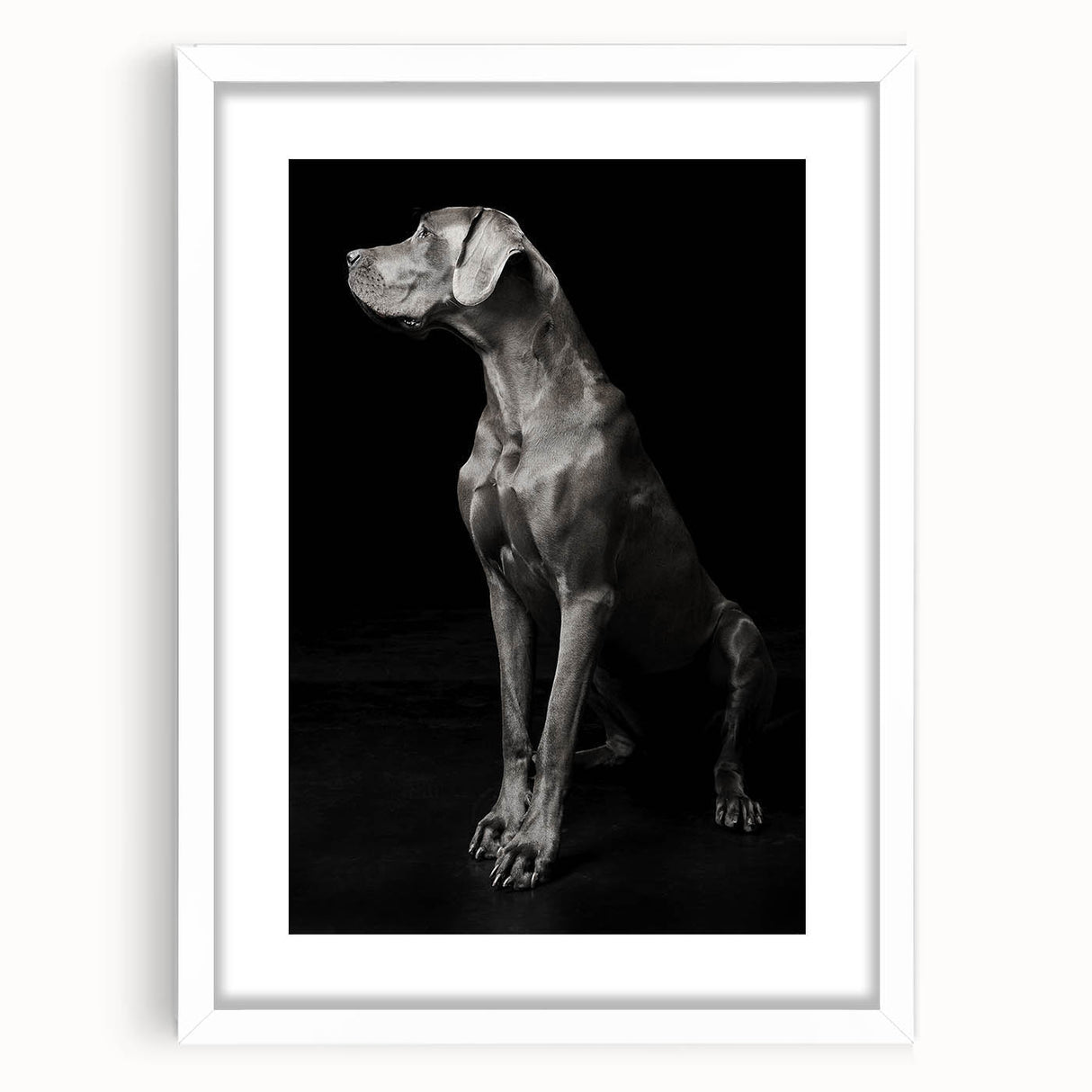 Majestic Great Dane Dog Wall Decor - Dog Art Prints & Gifts