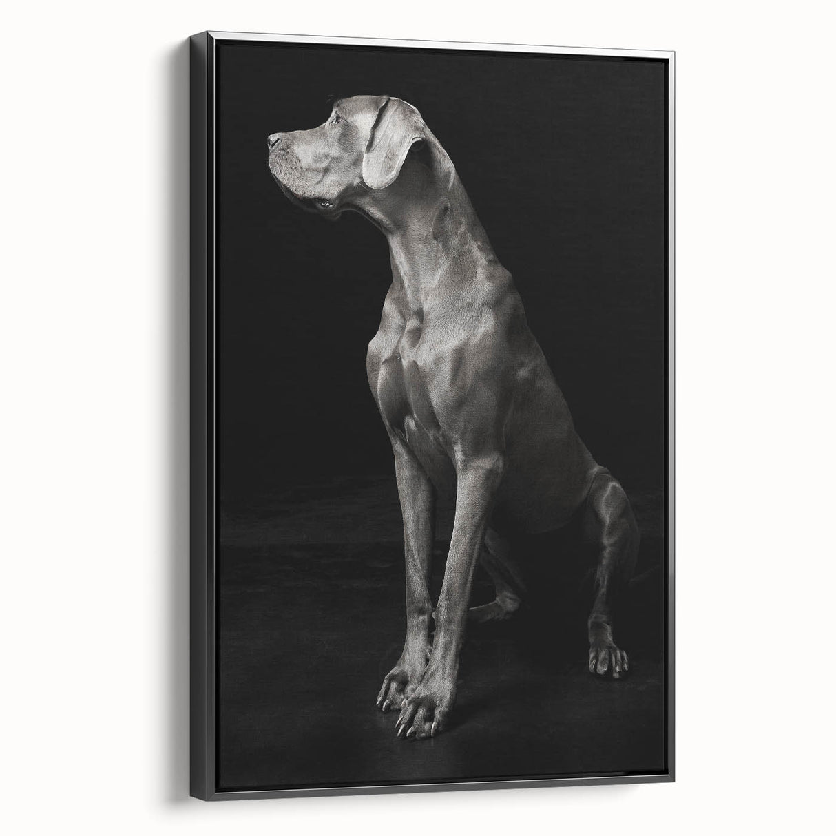 Majestic Great Dane Dog Wall Decor - Dog Art Prints & Gifts