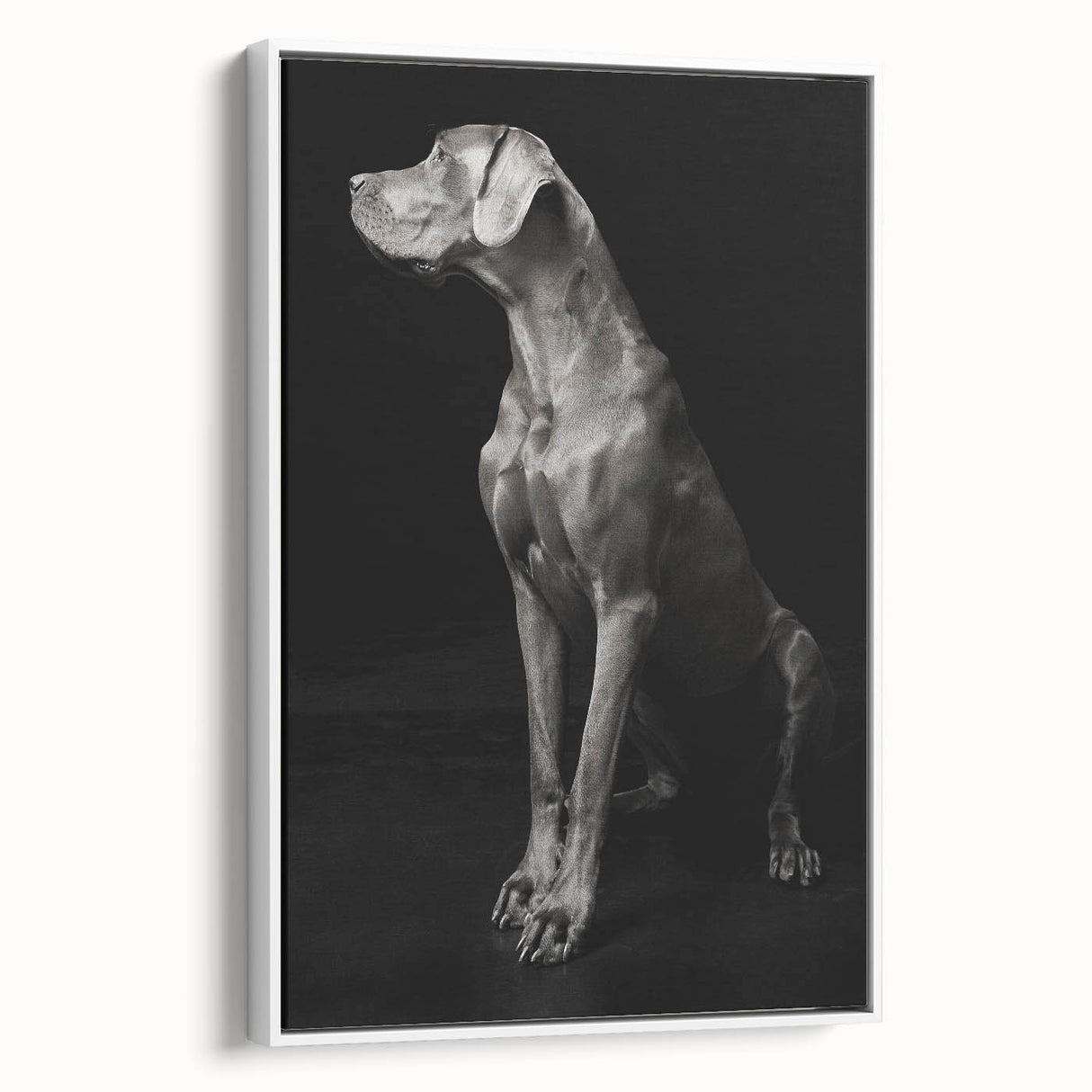 Majestic Great Dane Dog Wall Decor - Dog Art Prints & Gifts