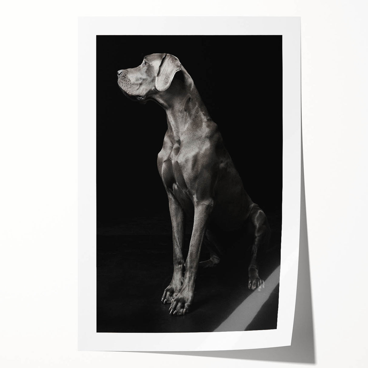 Majestic Great Dane Dog Wall Decor - Dog Art Prints & Gifts