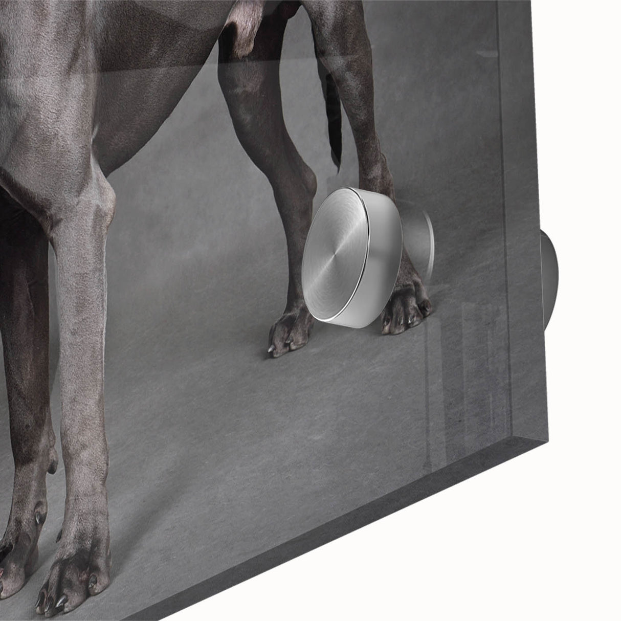 Close-up of a vibrant acrylic wall art piece featuring playful dogs in a wild life design, showcasing vivid colors and intricate details, perfect for pet lovers' decor.