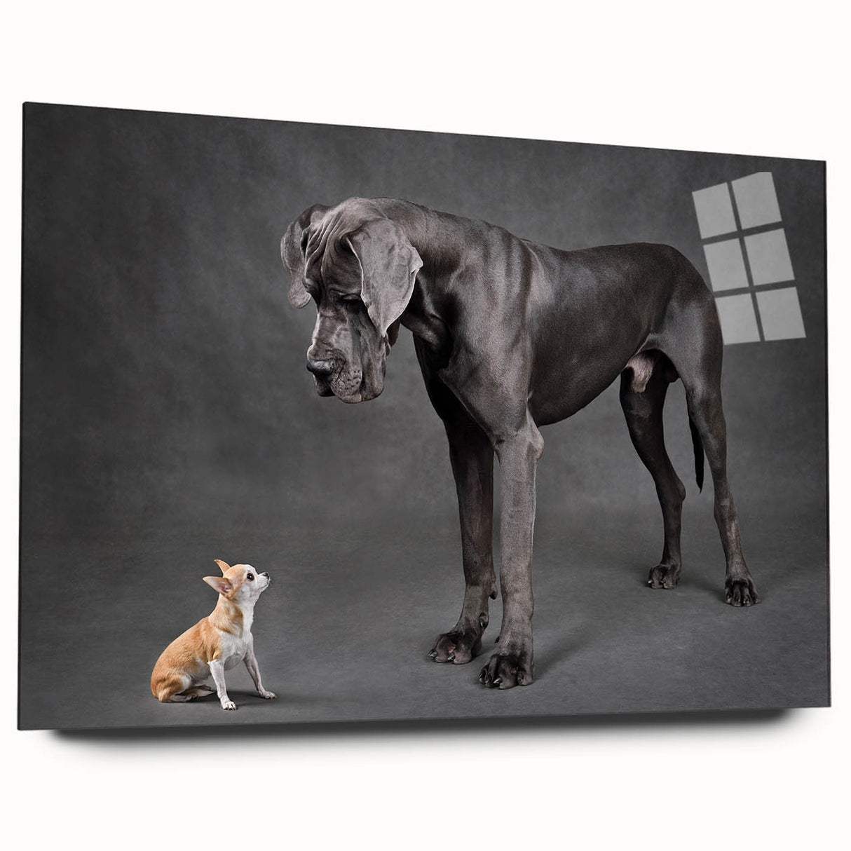 Side view of a contemporary acrylic wall art design showcasing a vibrant collection of wild dogs, featuring bold colors and intricate details, ideal for modern decor.
