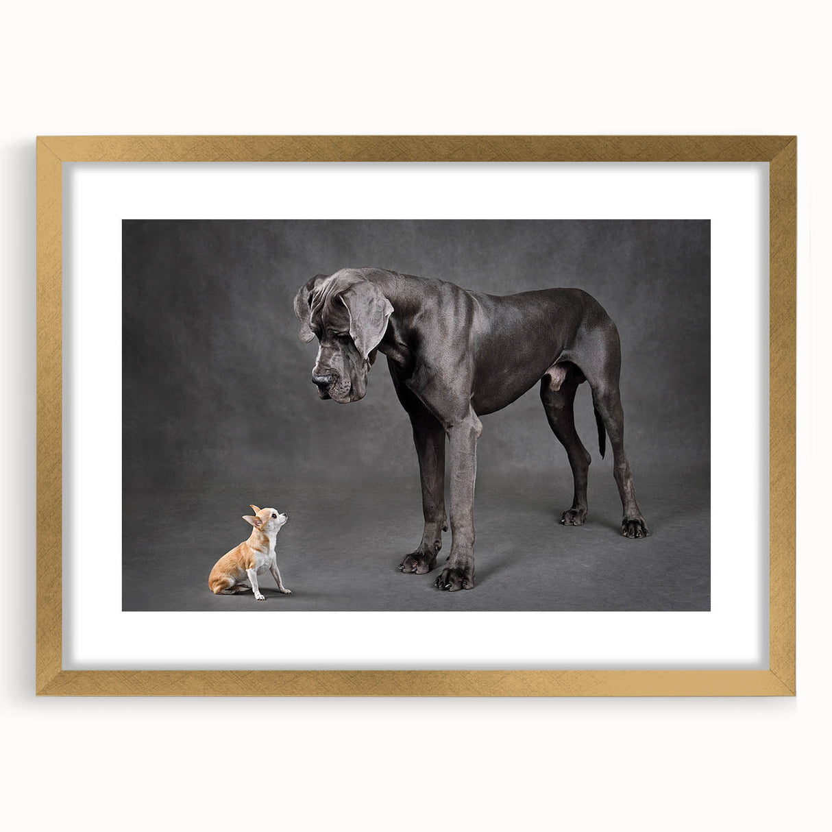 Gold-framed wall art featuring a vibrant dog design from the "Animals A Wild Life" collection, set against a white mat to enhance its colorful details.