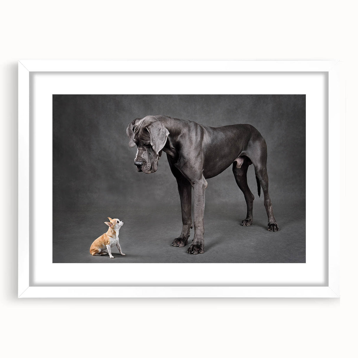 Framed wall art featuring a vibrant dog design from the Animals A Wild Life collection, set against a white mat, showcasing a playful and colorful aesthetic ideal for pet lovers' home decor.