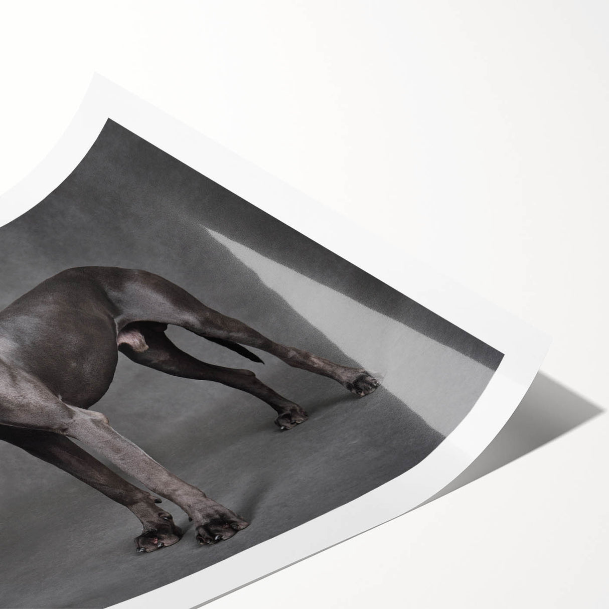 Rolled wall art print showcasing a vibrant design of various dog breeds in a wild landscape, ideal for animal lovers and home decor enthusiasts, packaged for safe delivery.