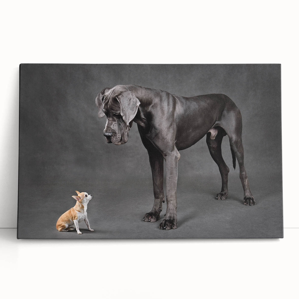 Stretched canvas wall art featuring a vibrant design of playful dogs in a whimsical, colorful style. Perfect for animal lovers and home decor enthusiasts.