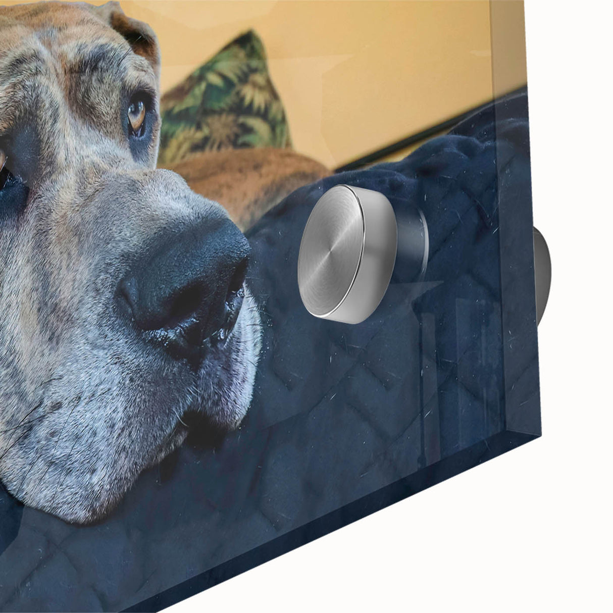 Close-up of a vibrant acrylic wall art piece showcasing a playful dog design, perfect for animal lovers, featuring rich colors and intricate details, ideal for home decor.