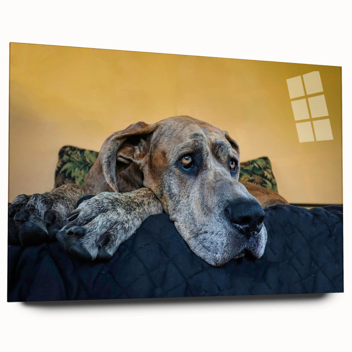 Acrylic wall art showcasing a vibrant design of wild dogs in a natural setting, featuring rich colors and intricate details, perfect for animal lovers and home decor enthusiasts.