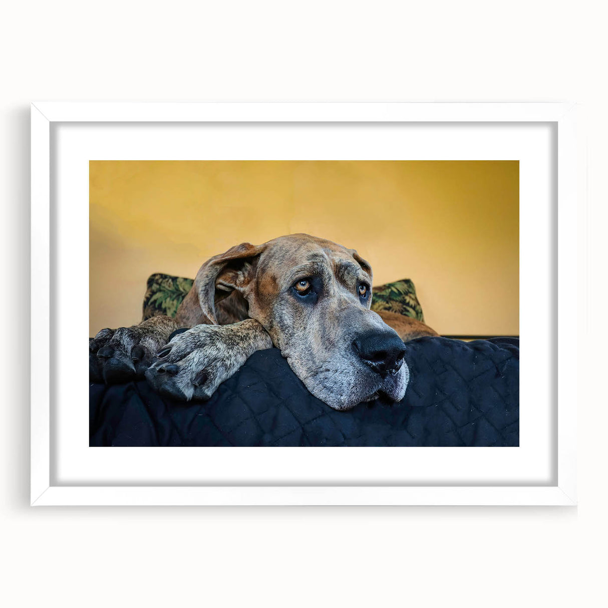Framed wall art featuring a vibrant dog design in a white mat, showcasing playful animal illustrations perfect for home decor or children's rooms.