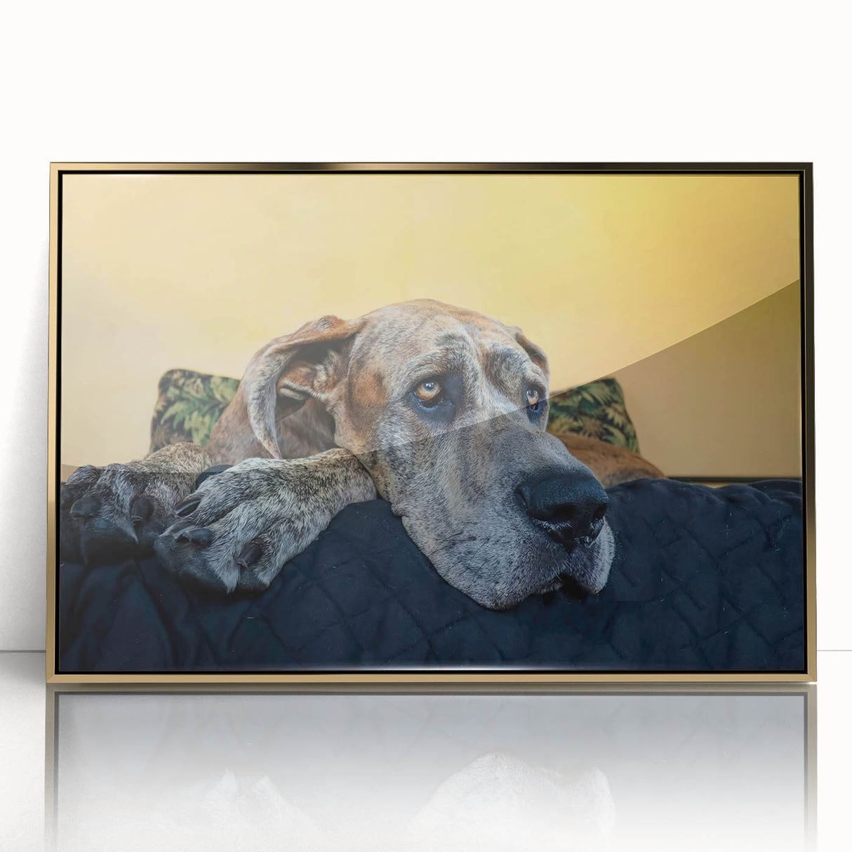 Framed acrylic wall art design featuring an elegant collection of wild dogs, showcasing rich colors and intricate details, perfect for animal lovers and home decor enthusiasts.