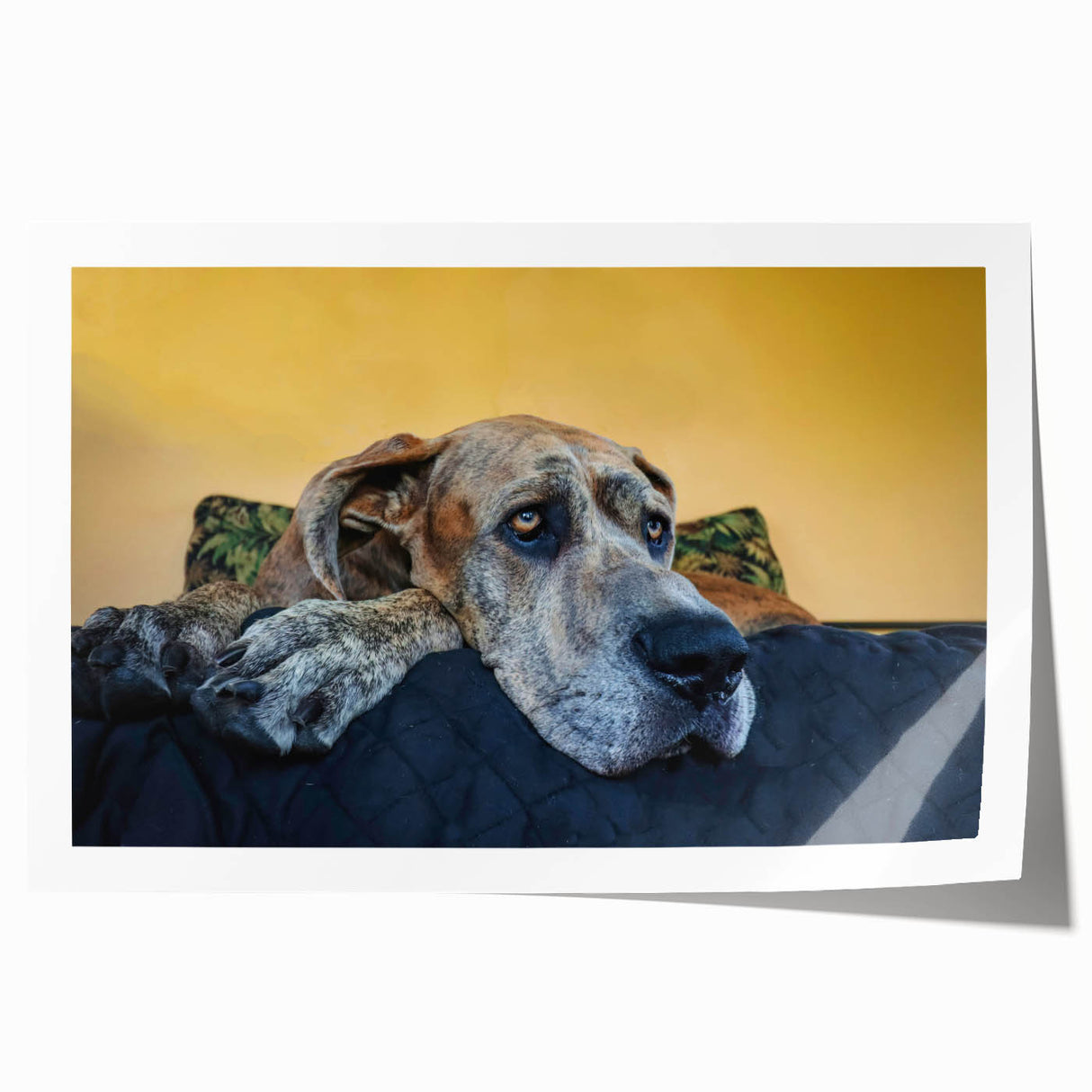 Colorful wall art print showcasing a playful design of various dog breeds against a vibrant background, rolled and ready for stylish home decor. Ideal for animal lovers and modern interiors.