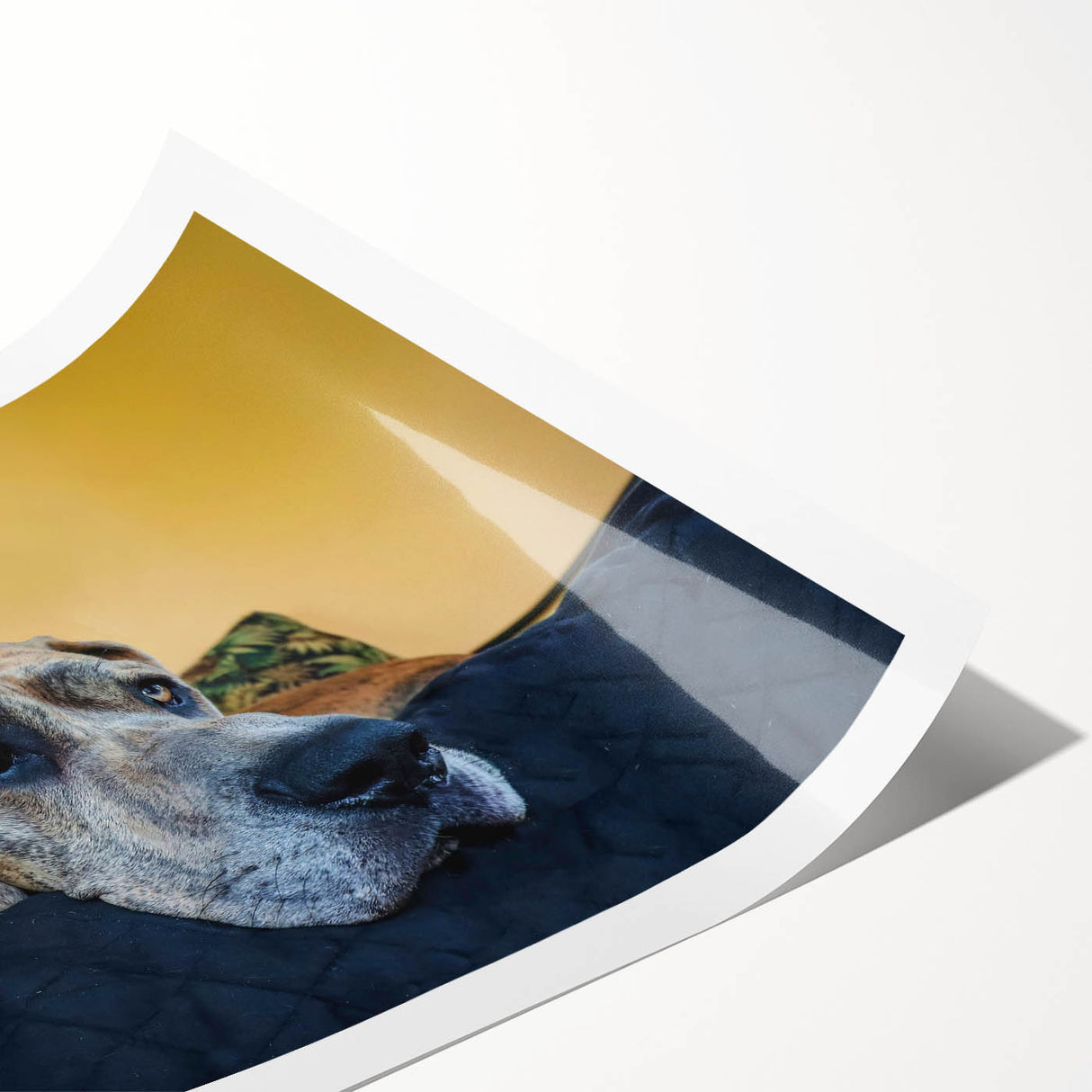 Rolled print showcasing a vibrant collection of dog-themed wall art, featuring various breeds with rich colors and playful designs, ideal for pet lovers’ decor.