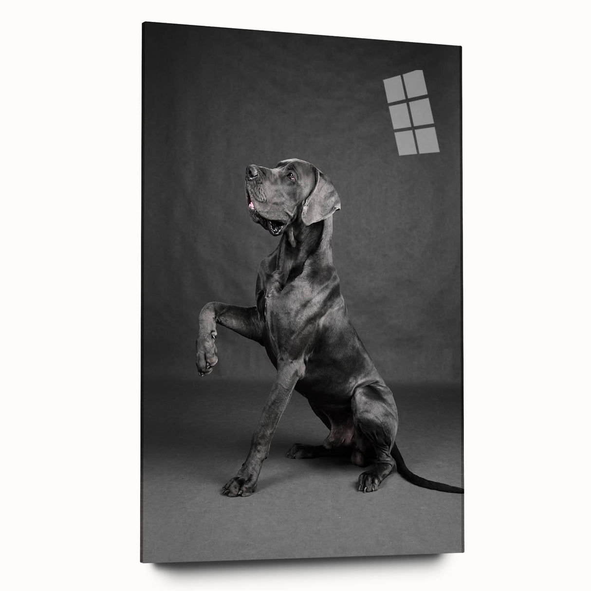 Acrylic wall art collection showcasing a vibrant dog design, displayed in a side view without pins, featuring rich colors and intricate details, ideal for pet lovers.