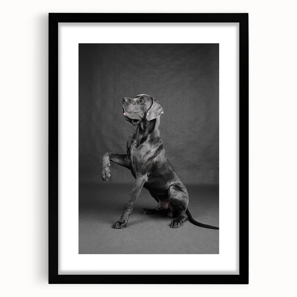 Framed wall art showcasing a vibrant dog design from the "Animals A Wild Life" collection, featuring a sleek black frame and white mat, perfect for animal lovers.
