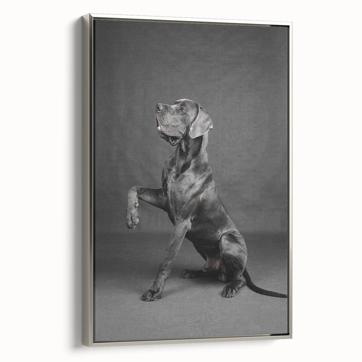 Framed canvas wall art showcasing a vibrant dogs design from the "Animals A Wild Life" collection, featuring a sleek silver frame and side view perspective, perfect for adding character to any room.