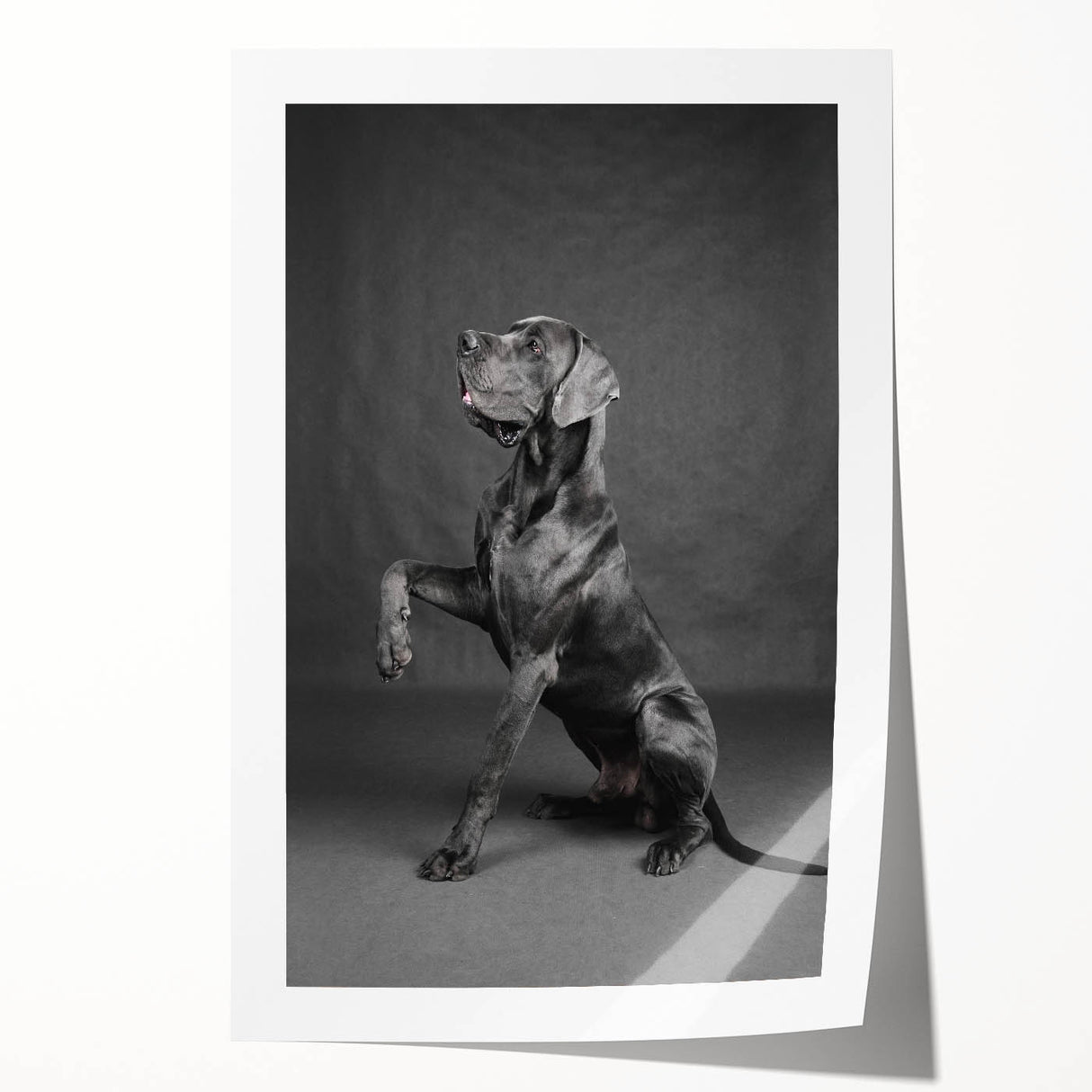 Rolled print of a vibrant dog-themed wall art design featuring various breeds in playful poses, ideal for animal lovers, presented in a protective tube.