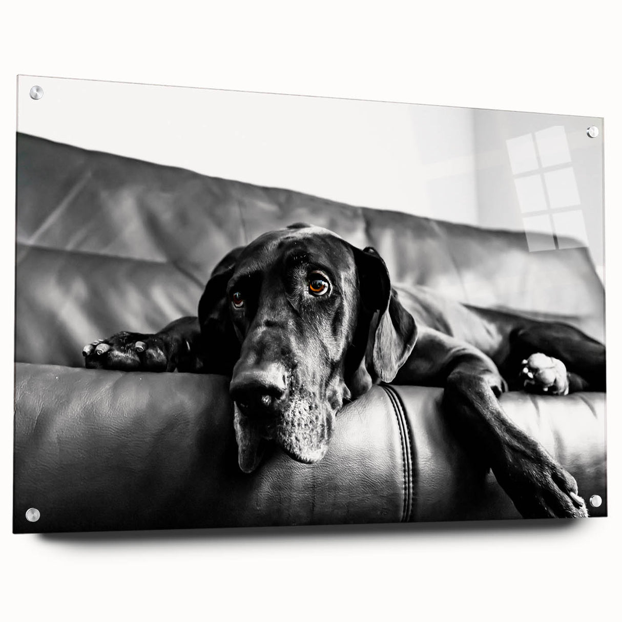Acrylic wall art collection showcasing a vibrant design of dogs in a wild-life theme, displayed from a side view with decorative pins, perfect for animal lovers.