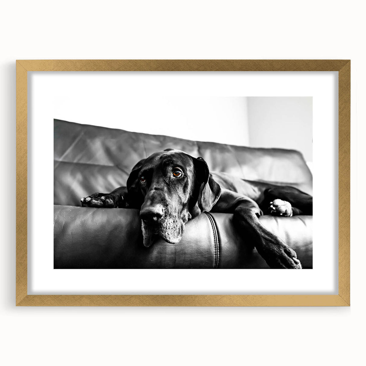 Framed wall art collection showcasing a vibrant dog design with a gold mat, perfect for animal lovers. The artwork features playful colors and intricate details, ideal for home decor.