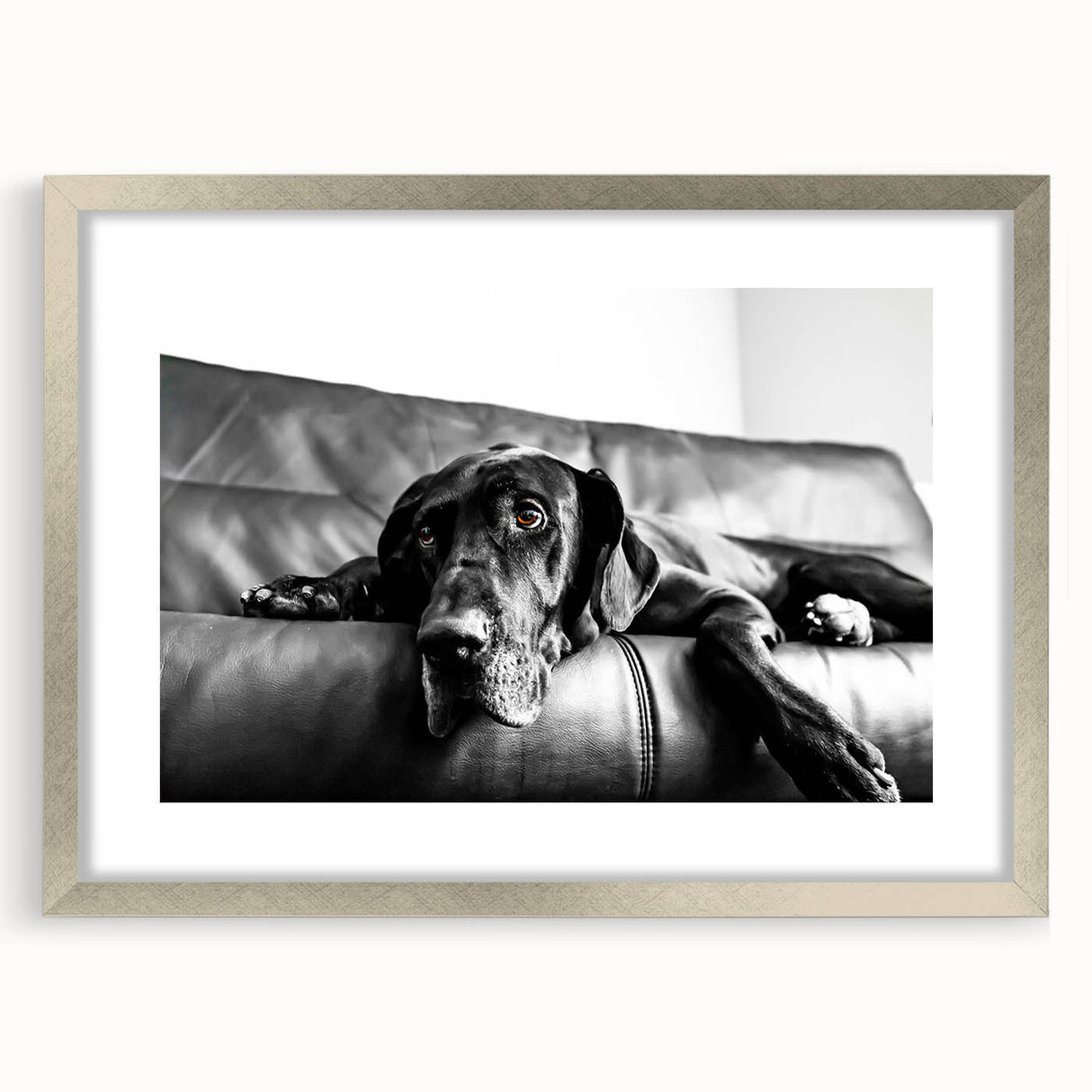 Framed wall art collection showcasing a scenic design of wild dogs in their natural habitat, featuring a sleek silver frame and mat, perfect for animal lovers.