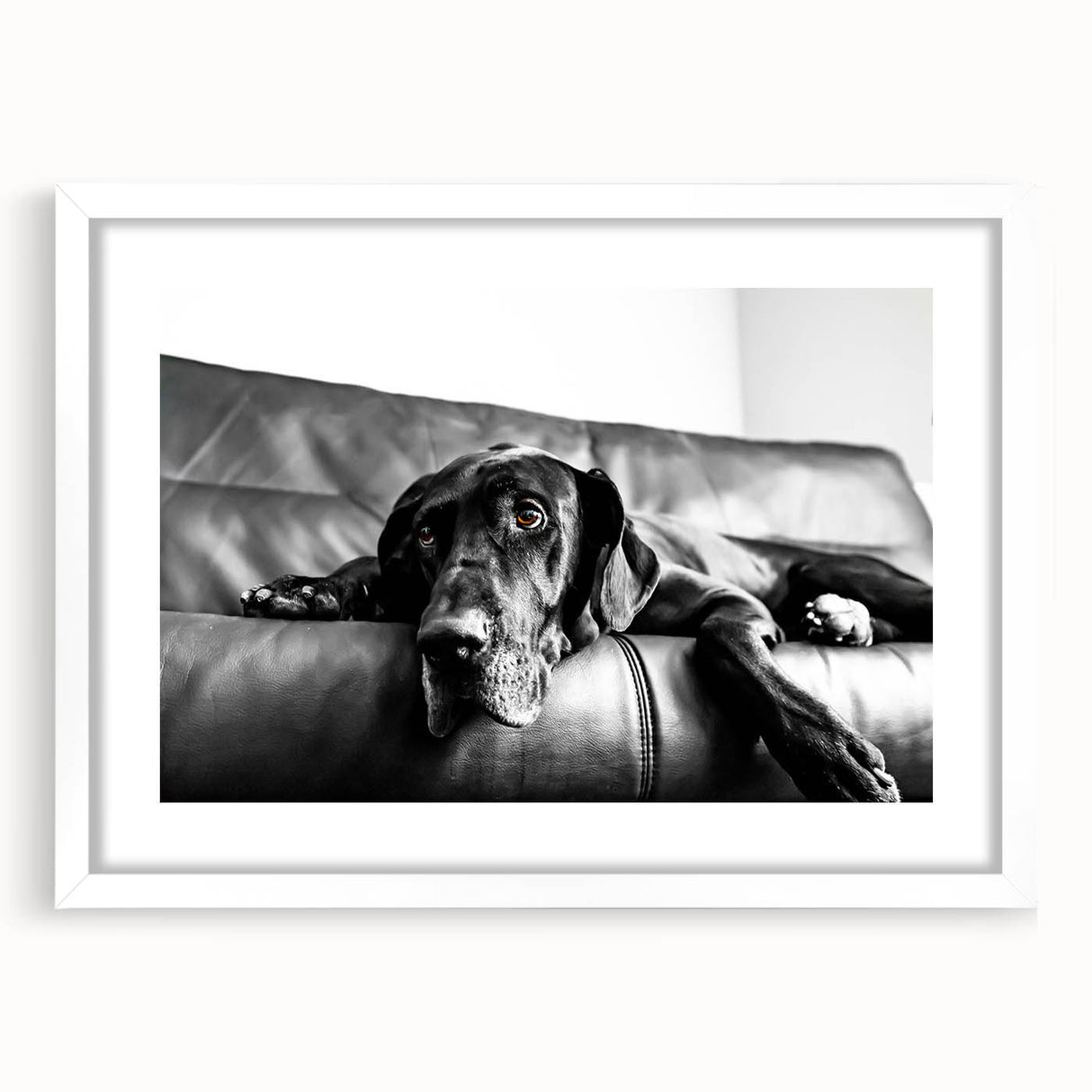 Framed wall art featuring a collection of wild dog illustrations, presented in a sleek white frame with a mat, ideal for animal lovers and home decor enthusiasts.