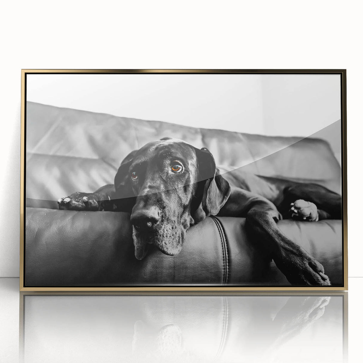 Framed wall art collection showcasing a vibrant dog design with a gold acrylic front, perfect for animal lovers seeking stylish home decor.