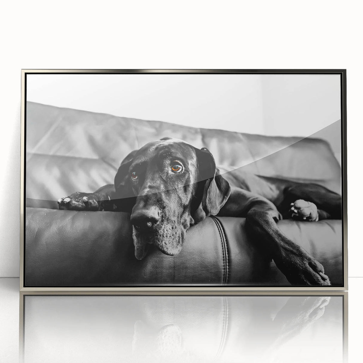 Framed acrylic wall art showcasing a vibrant design of various dog breeds in a wild life theme, highlighted with a sleek silver frame, perfect for pet lovers.