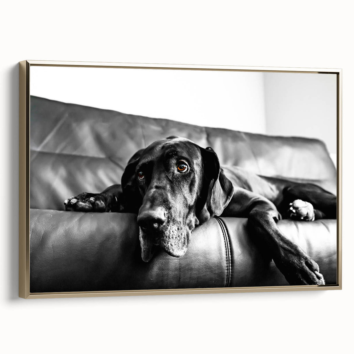 Framed canvas wall art showcasing a vibrant dog design, featuring a gold frame and side view, perfect for animal lovers and home decor enthusiasts.