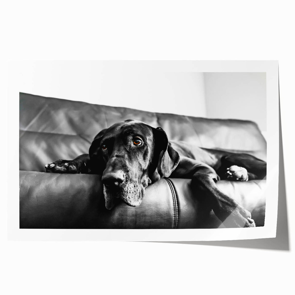 Colorful wall art print featuring a playful design of dogs in various poses, showcasing their unique characteristics and expressions, perfect for animal lovers' decor.