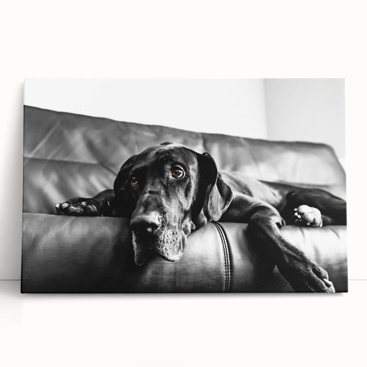 Stretched canvas wall art featuring a vibrant dog design from the Animals A Wild Life collection, showcasing detailed illustrations and rich colors, perfect for home decor.