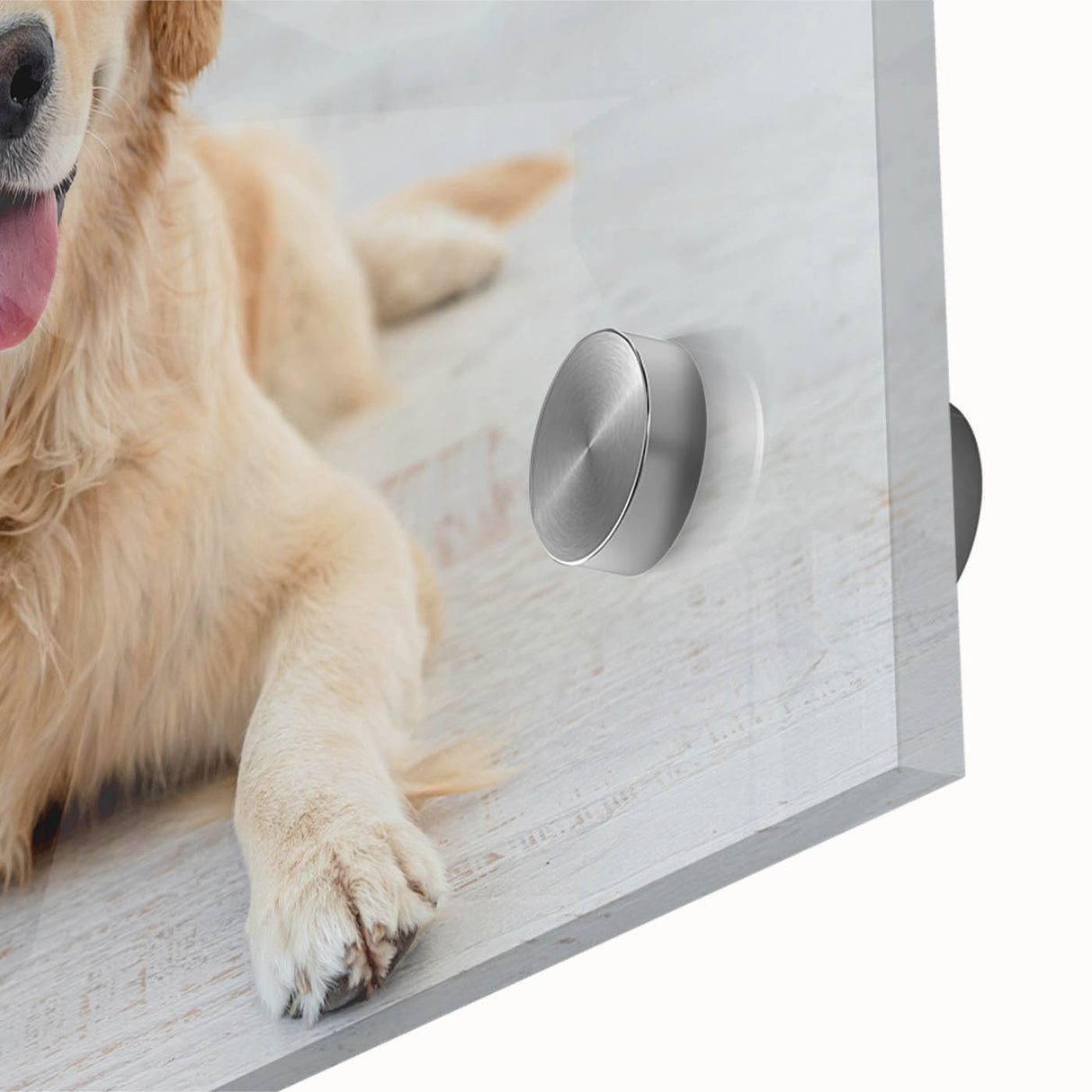 Close-up of vibrant acrylic wall art depicting a playful dog design in a wild-life theme, showcasing intricate details and bold colors, perfect for animal lovers.