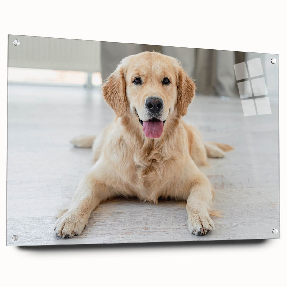 Acrylic glass wall art showcasing a vibrant dog design from the Wild Life collection, featuring colorful illustrations and mounted with pins for display.