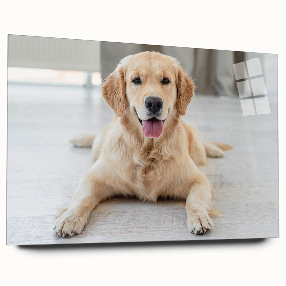 Acrylic glass wall art showcasing a detailed design of various dog breeds, featuring vibrant colors and a sleek side view, ideal for animal lovers' home decor.
