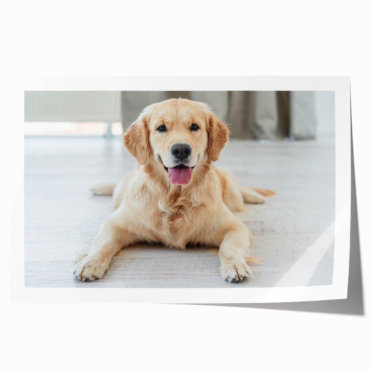 Colorful rolled wall art print featuring a playful dog design, showcasing vibrant colors and intricate details, perfect for animal lovers and home decor enthusiasts. Ideal for brightening up any room with its lively and cheerful imagery.