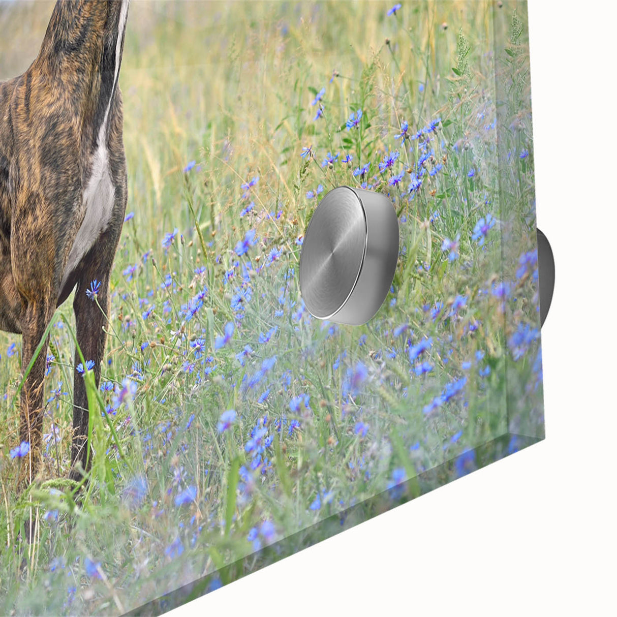 Close-up of a vibrant acrylic glass wall art piece showcasing a playful dog design, featuring rich colors and intricate details, perfect for animal lovers' home decor.