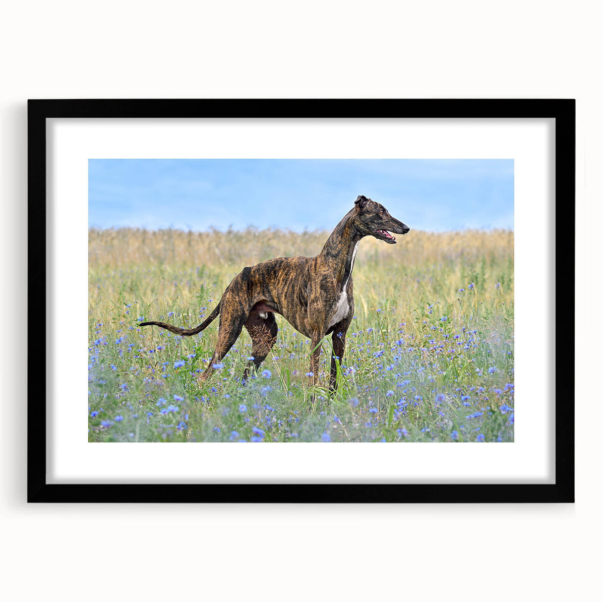 Framed wall art collection depicting various dog breeds in a wild setting, featuring a sleek black frame and mat, perfect for animal lovers and home decor.