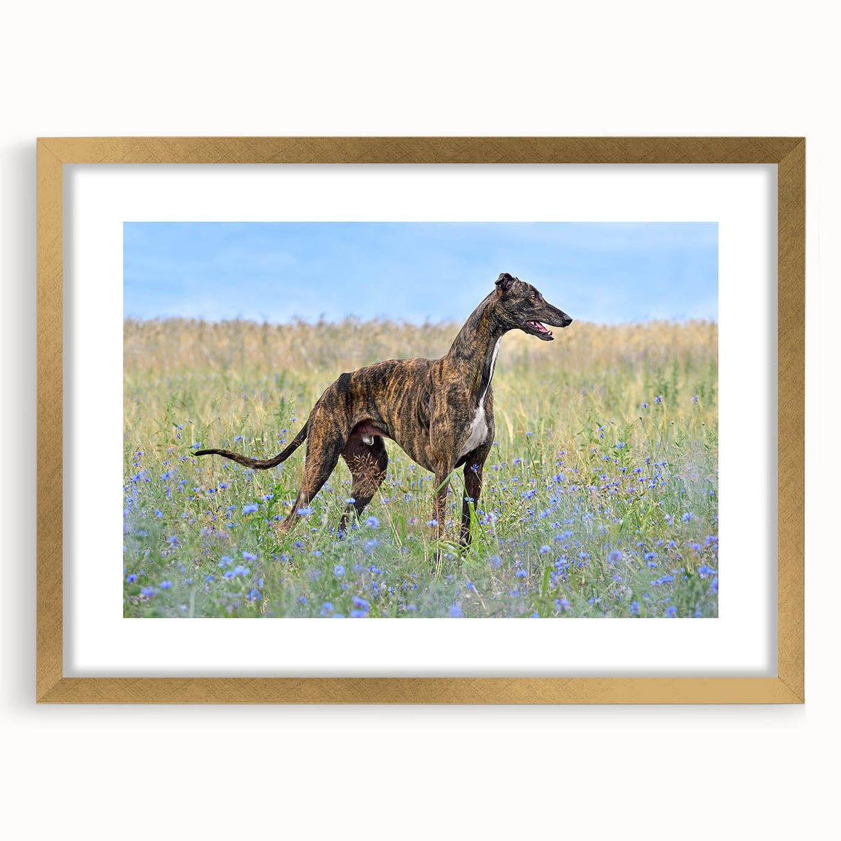 Framed wall art collection featuring five charming dog designs in a gold finish, showcasing playful and vibrant illustrations perfect for animal lovers' decor.