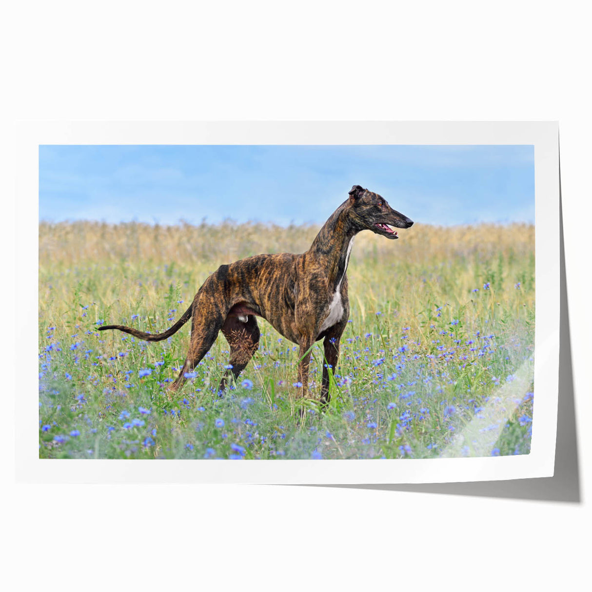 Vibrant wall art print showcasing a playful design of various dog breeds in a whimsical, colorful style, perfect for animal lovers and home decor enthusiasts.
