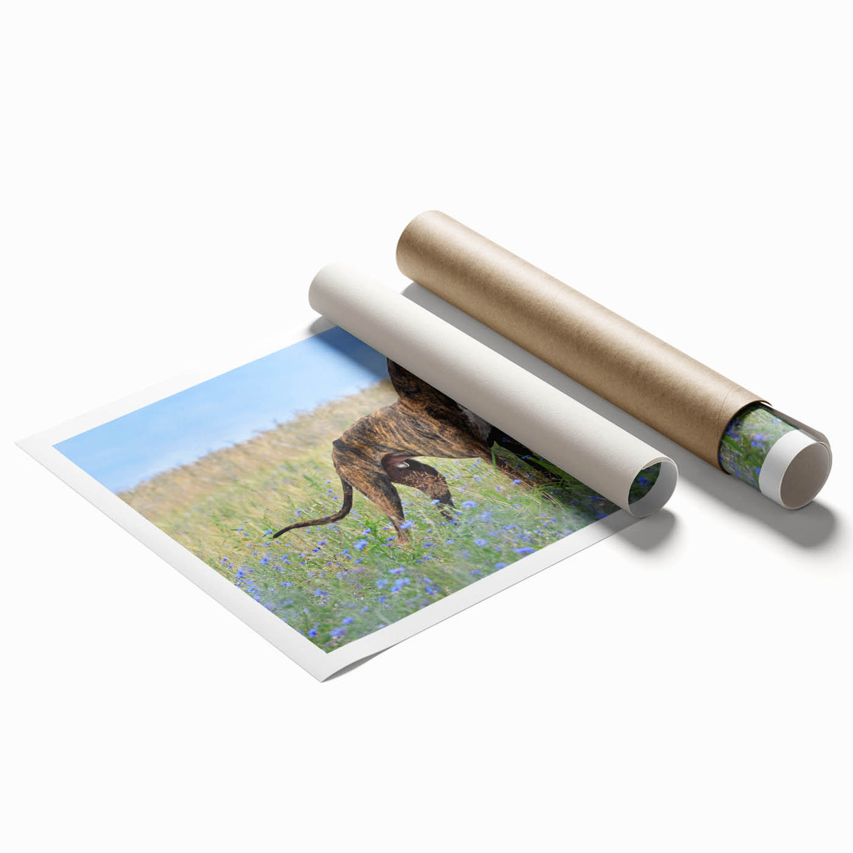 Colorful wall art print showcasing a vibrant design of various wild dogs, ideal for animal lovers and decor enthusiasts, rolled for easy display and storage.