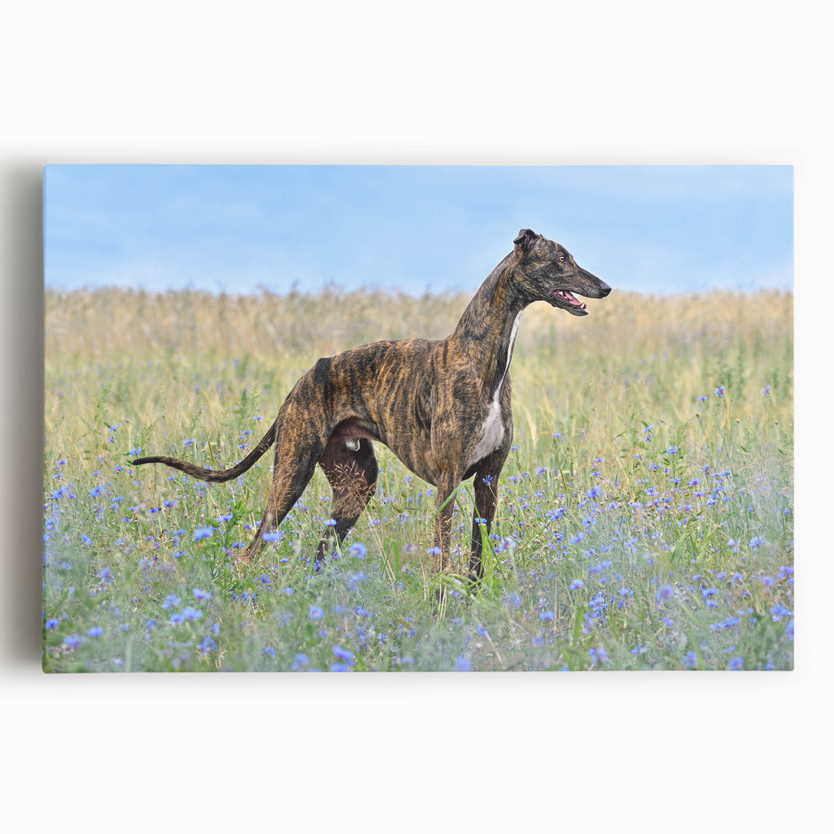 Colorful stretched canvas wall art collection showcasing playful dogs in a wild setting, perfect for home decor. Ideal for animal lovers seeking vibrant, fun artwork.