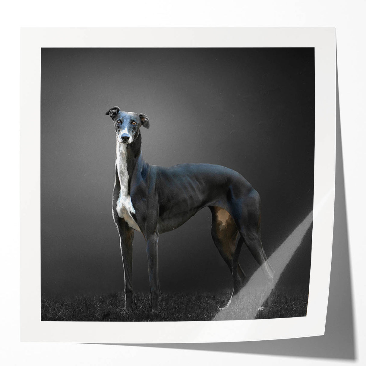 Vibrant wall art collection showcasing six unique dog designs, featuring glossy finishes that enhance the colorful illustrations, perfect for animal lovers' decor.