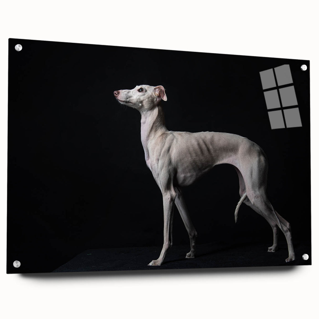 Acrylic wall art featuring a vibrant dog design from the Animals A Wild Life collection, showcased in a side view with decorative pins and a sleek finish. Ideal for animal lovers and home decor enthusiasts.