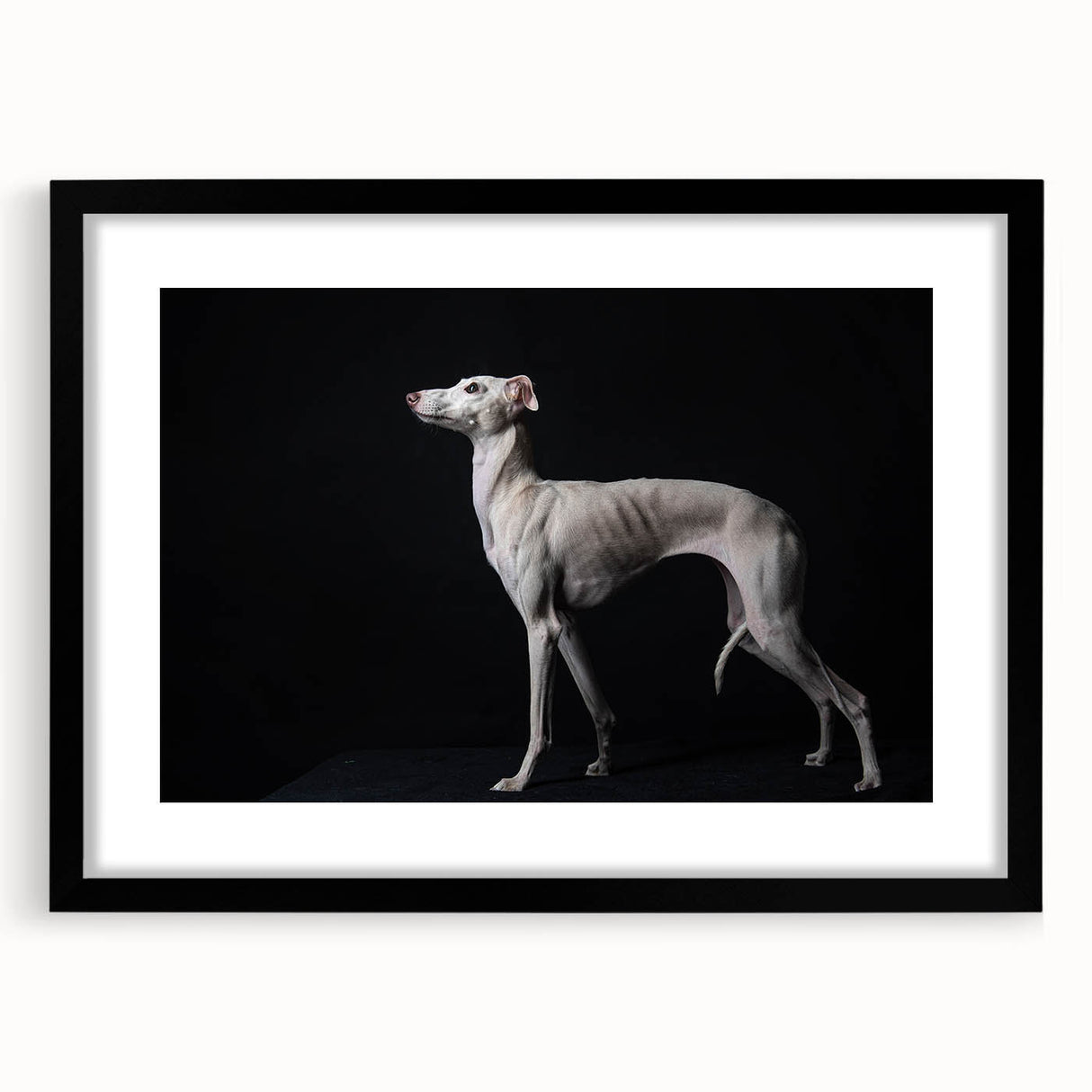 Framed wall art collection featuring a striking dog design in a black frame with a mat, showcasing vibrant colors and intricate details, perfect for animal lovers.