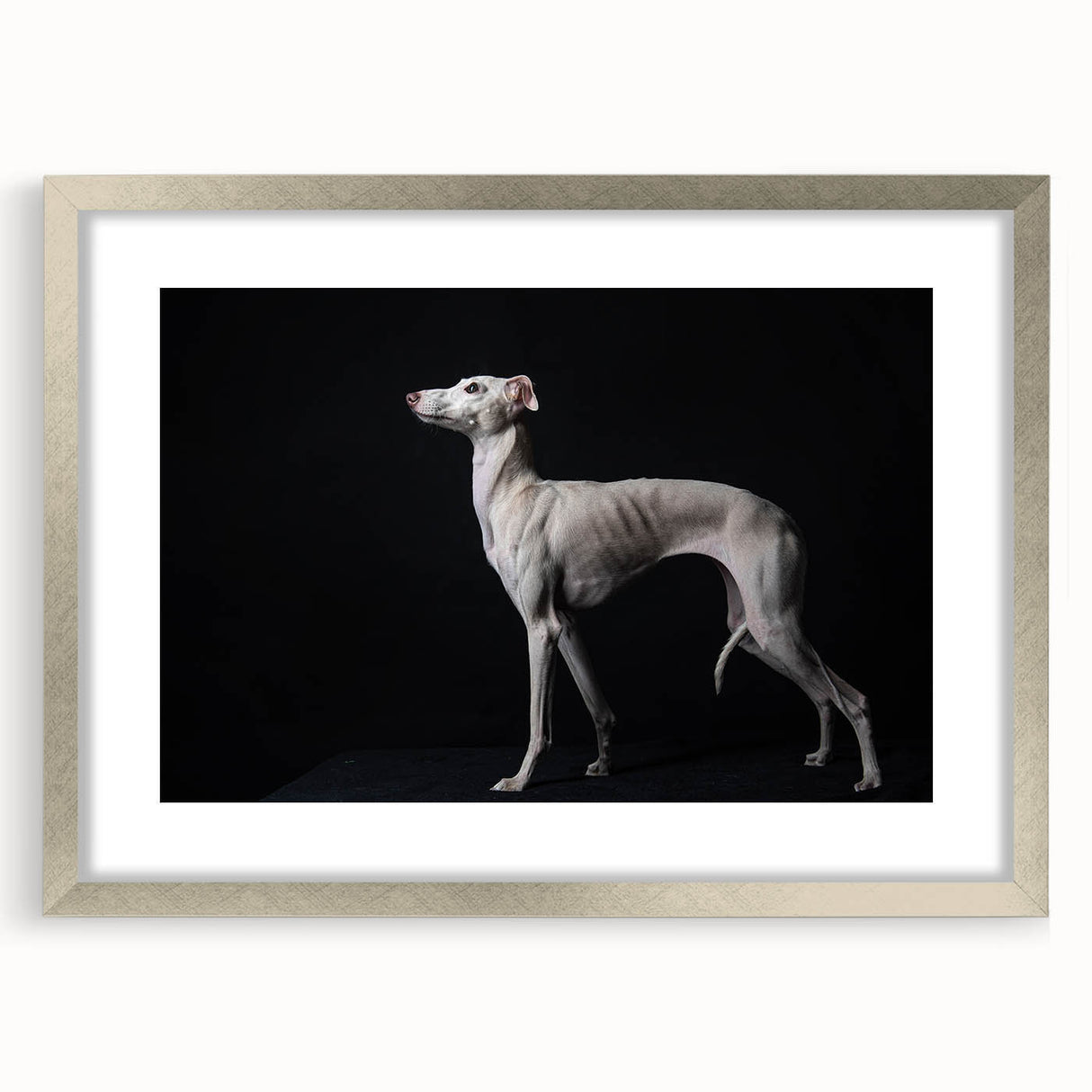 Framed wall art featuring a collection of seven dog designs in a sleek silver frame, showcasing vibrant colors and playful poses, perfect for animal lovers’ decor.