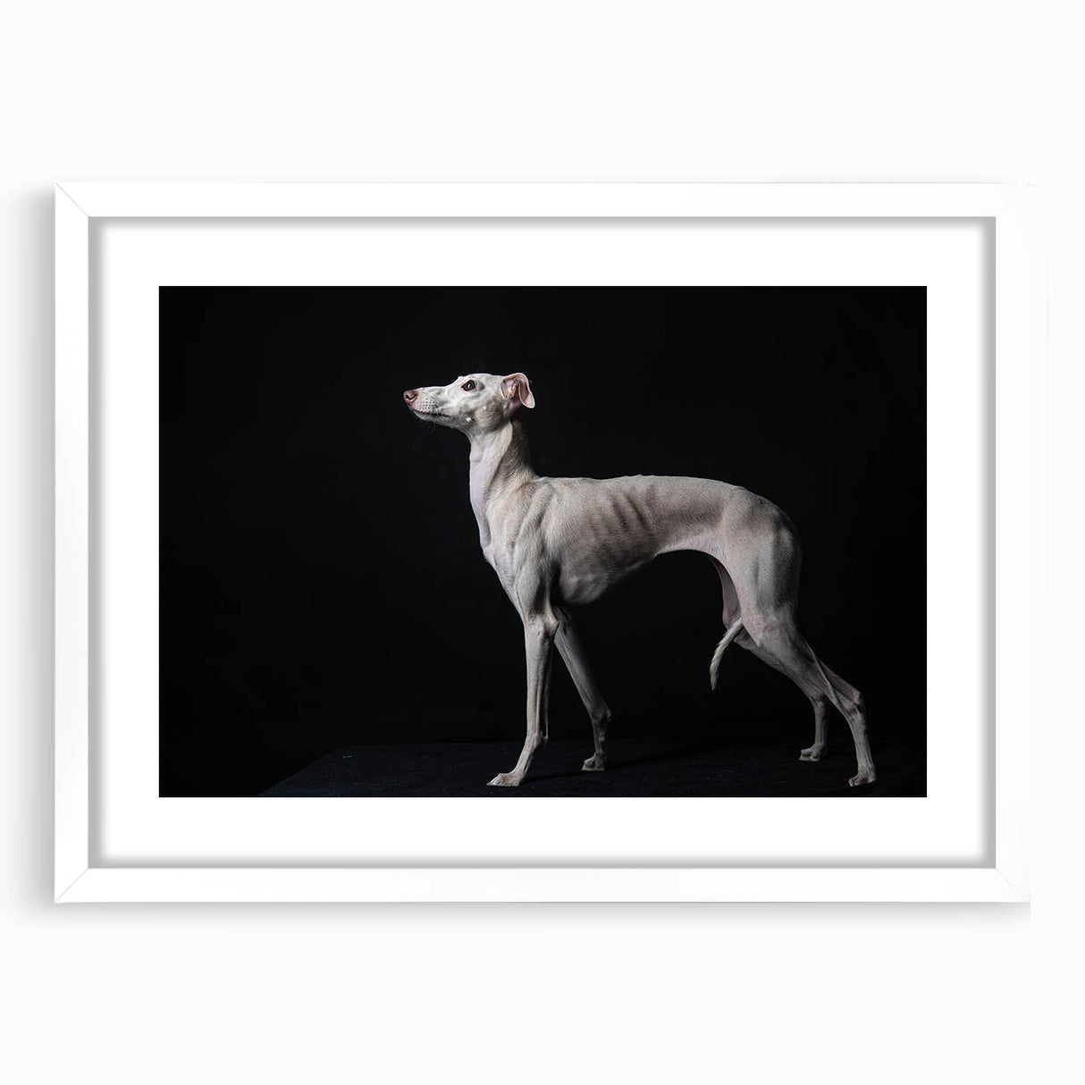 Framed wall art featuring a vibrant design of various dog breeds, showcased in a white matting and frame, perfect for pet lovers' home decor.